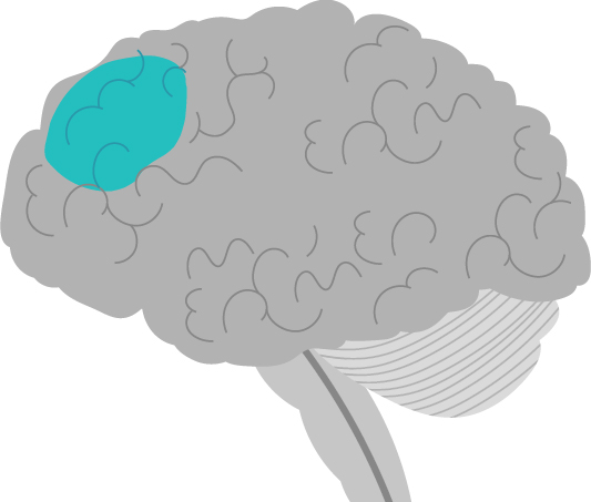 The Dorsolateral Prefrontal Cortex (DLPC) and Brain Injury